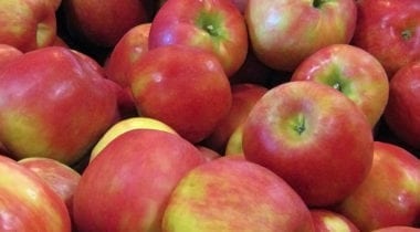 mcintosh apples