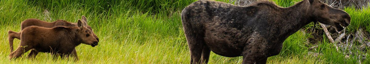 cow moose and calfs