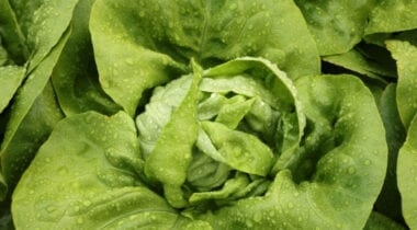 Bibb lettuce