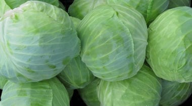 green cabbage heads