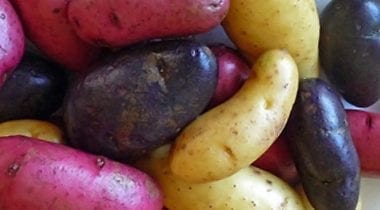 fingerling potatoes, tri colored